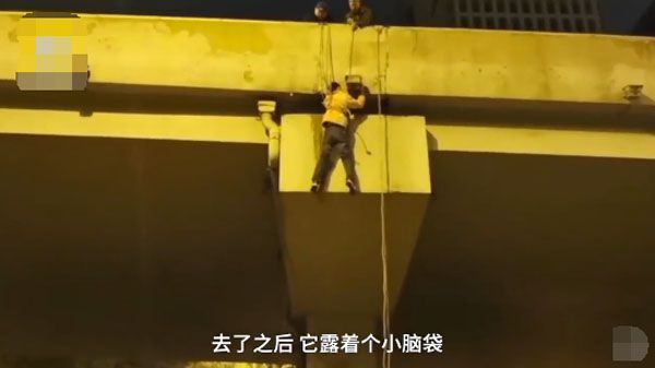 石家庄小伙悬吊10米高架桥外救猫 称生命不分贵贱,它也是条命