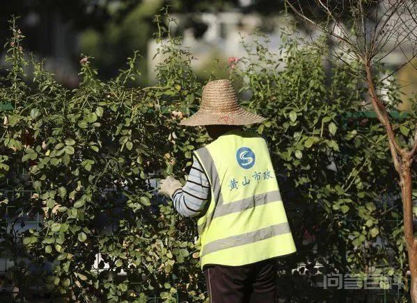 国庆特辑｜国庆假期黄山最美的颜色