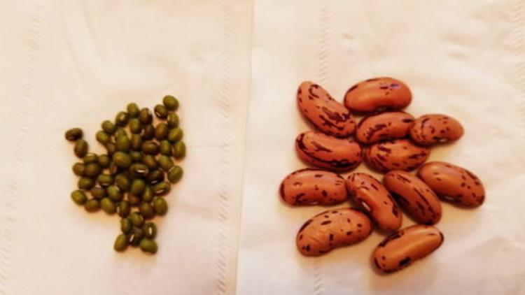 花豆是什么花豆和芸豆的区别,花豆与芸豆区别