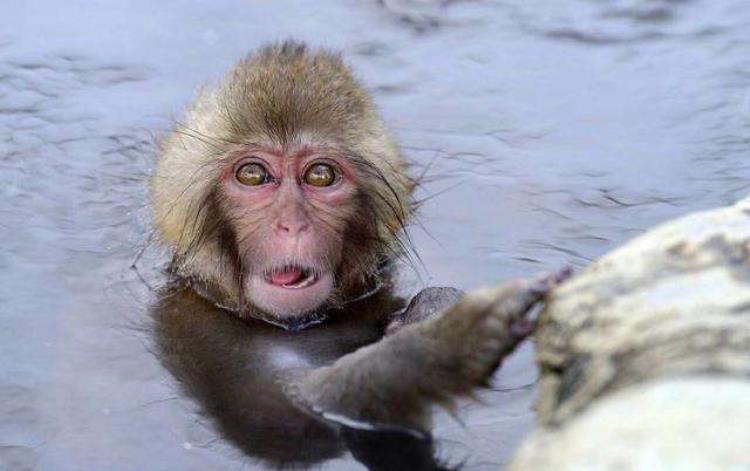 水猴子可怕「水猴这种神秘且诡异的不明生物人们对它为什么总是又怕又恨」