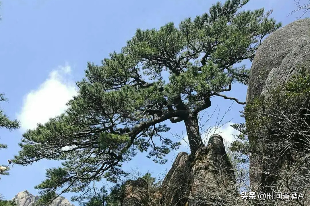 我国罕见的三棵树，1棵警卫24小时保护，1棵号称“地球独子” 