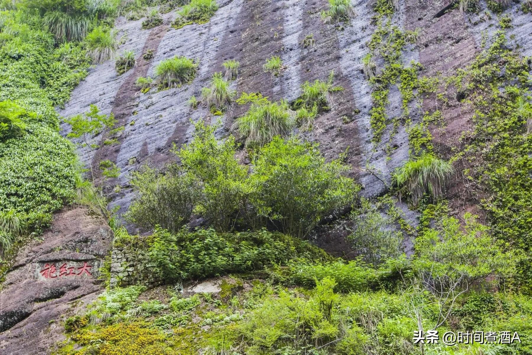 我国罕见的三棵树，1棵警卫24小时保护，1棵号称“地球独子” 