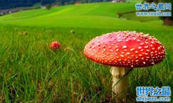 世界十大罕见蘑菇，恶魔雪茄不是香烟是星星 