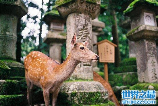 全球十大赏秋胜地，黄山的秋之美看了才知道 