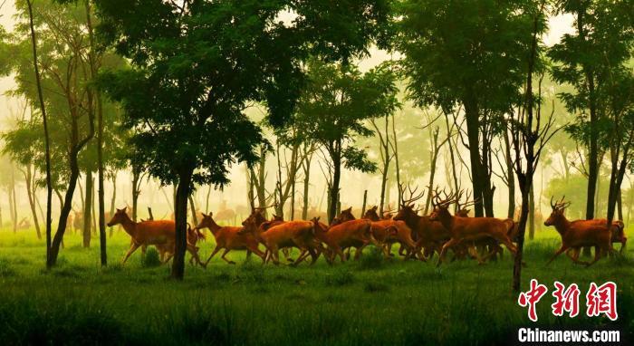 江苏大丰麋鹿保护区：30多年科学保护 创多项“世界之最” 
