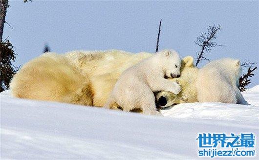 加拿大十大梦幻之地，灰绿色的湖水你见过吗？ 