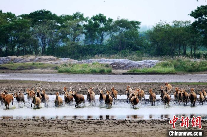 江苏大丰麋鹿保护区：30多年科学保护 创多项“世界之最” 