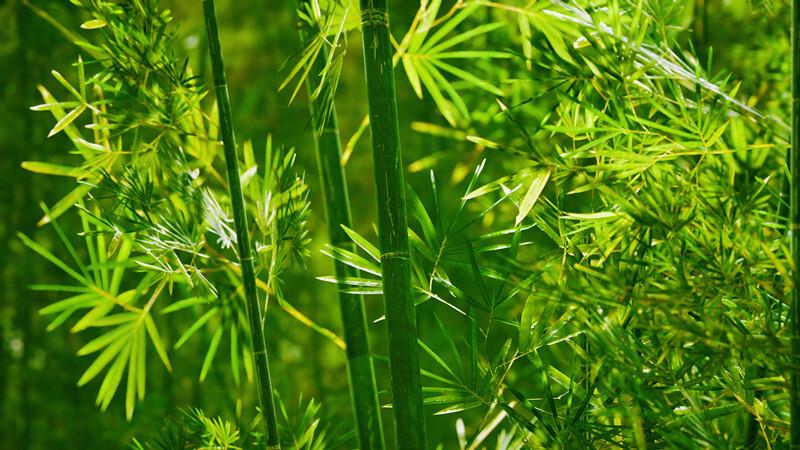 中国人到底有多爱竹子？ 