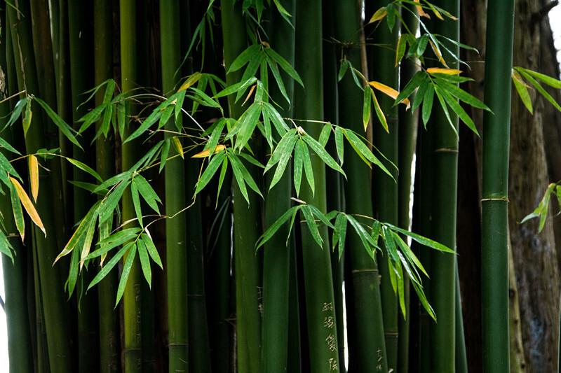 中国人到底有多爱竹子？ 