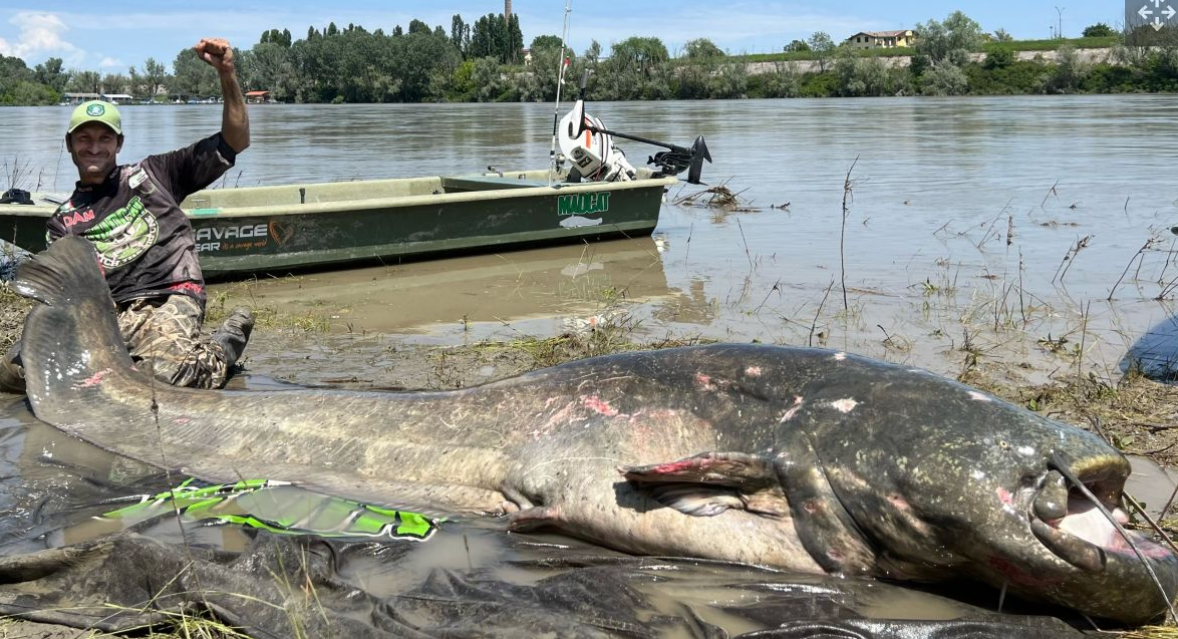意大利河流惊现近3米长巨型鲶鱼，创世界纪录 