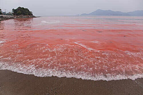 世界上温度最高的海，红海水温最高达32度