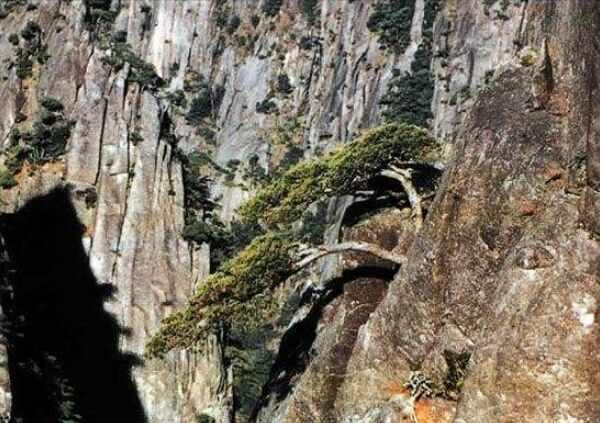 黄山十大名松排名，迎客松位列第一名