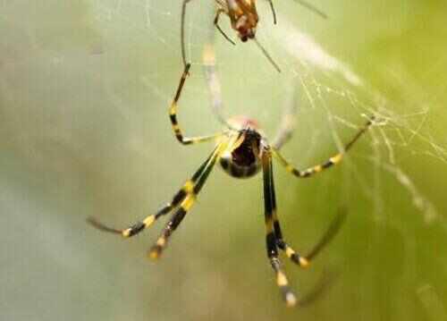 10大最常见的室内蜘蛛，第五种见到要躲开