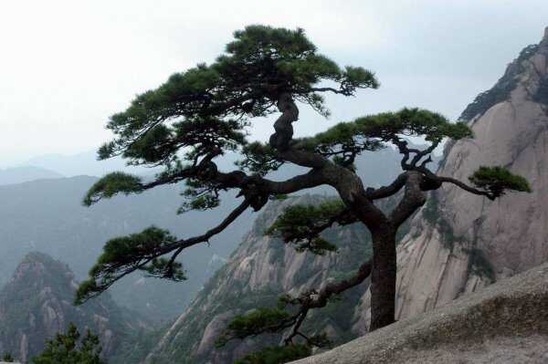 黄山十大名松排名，迎客松位列第一名