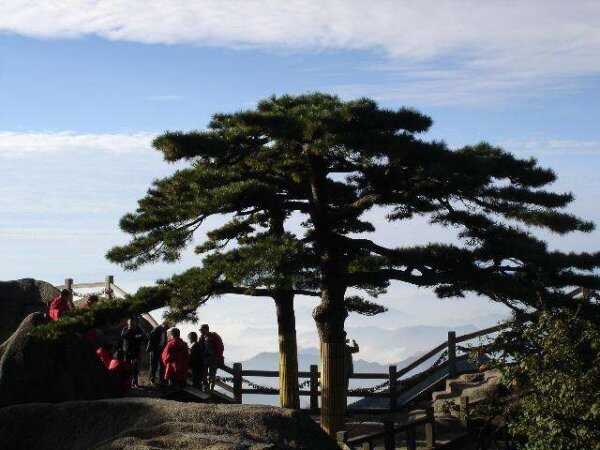 黄山十大名松排名，迎客松位列第一名