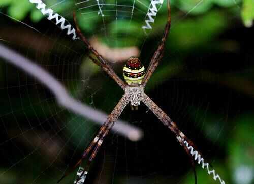 10大最常见的室内蜘蛛，第五种见到要躲开