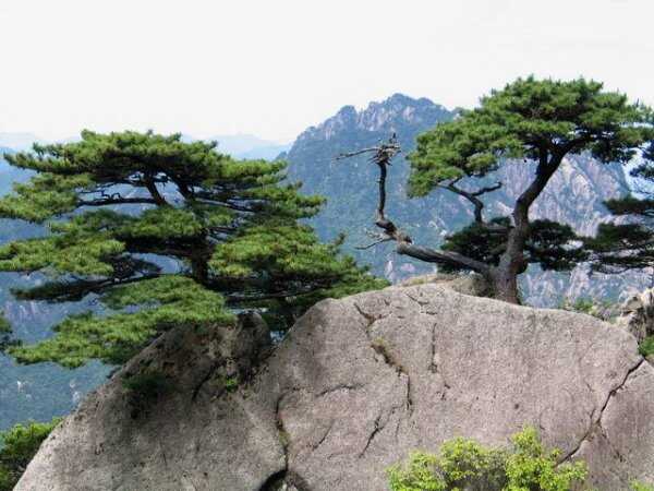 黄山十大名松排名，迎客松位列第一名