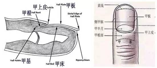 你的健康状况真的跟手指上的月牙有关吗