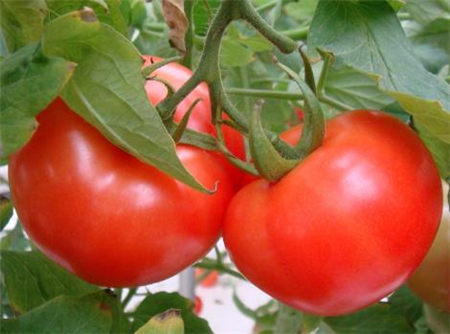 如何挑选西红柿 吃西红柿的注意事项